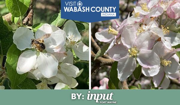 From Blossom to Harvest: Behind the Scenes of An Apple Orchard