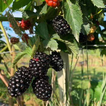 Cordes Berry Farm in Roann Indiana.