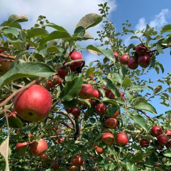 David Doud's Countyline Orchard in Wabash Indiana.