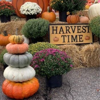 The Pumpkin Post in North Manchester