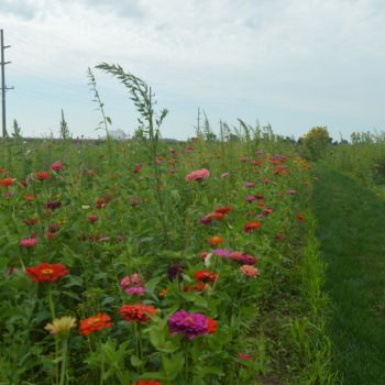 Wild Blooms U Pick Flower Farm in Wabash Indiana.