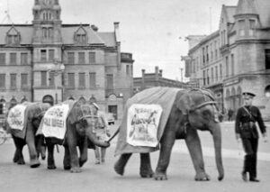 Modoc the elephant, who once broke free from the circus and explored Wabash.