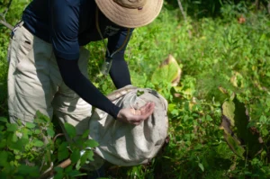 Reena Ramos, ACRES outreach manager, holds up a leaf from an invasive plant.