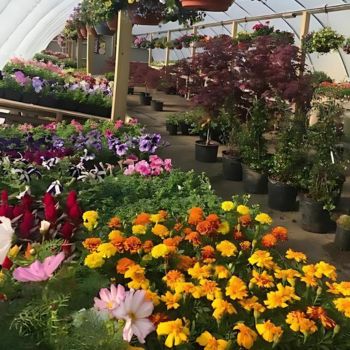 Metzger Garden Center in North Manchester Indiana.